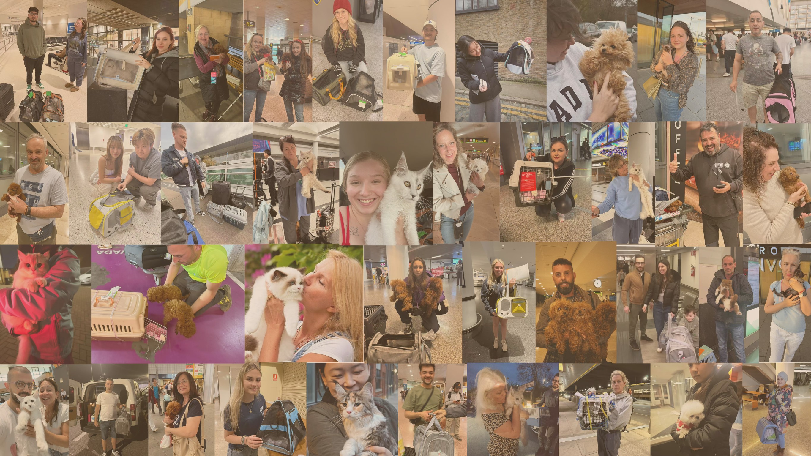 Pet Shipping Gallery Collage 1