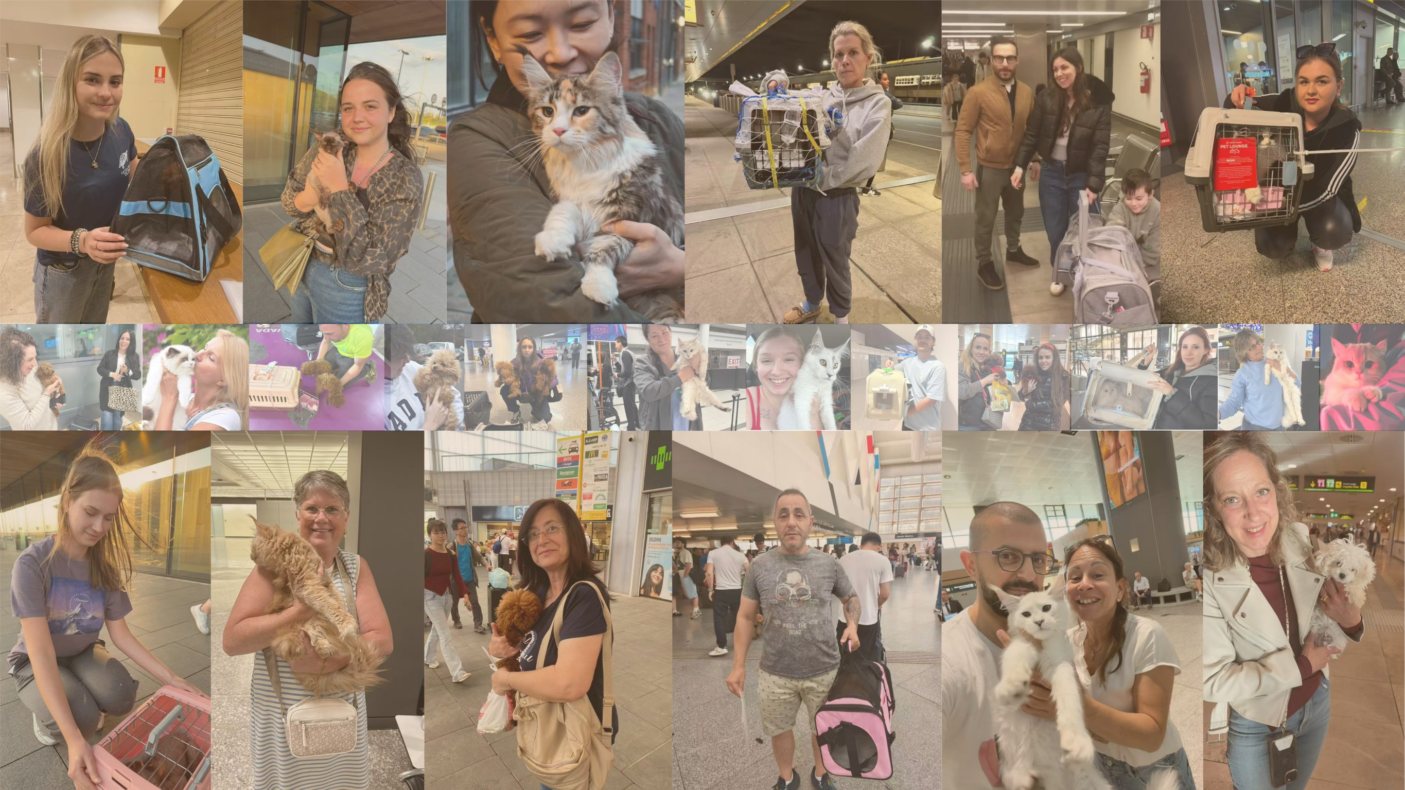 Pet Shipping Gallery Collage 2